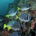 surgeonfish_razor_mos_v_0020_ecu0083.jpg
